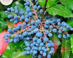 Attēlu rezultāti vaicājumam “Mahonia aquifolium fruit”