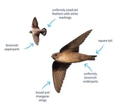 Image result for Ptyonoprogne rupestris