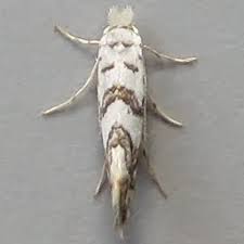 Attēlu rezultāti vaicājumam “Phyllonorycter platanoidella”