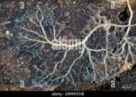 Attēlu rezultāti vaicājumam “Badhamia sp.”