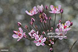 Attēlu rezultāti vaicājumam “Butomus umbellatus bud”