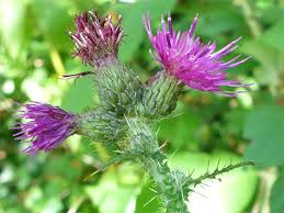 Attēlu rezultāti vaicājumam “Cirsium palustre flower”