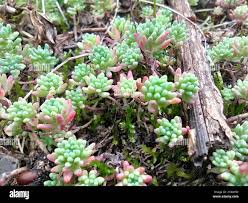 Attēlu rezultāti vaicājumam “Sedum pallidum leaf”