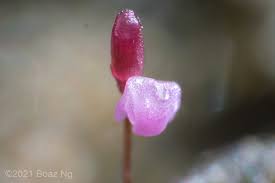 Attēlu rezultāti vaicājumam “Utricularia minor bud”