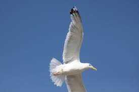 Image result for Larus cachinnans