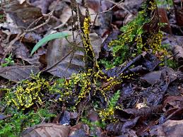 Attēlu rezultāti vaicājumam “Diachea muscorum spores”