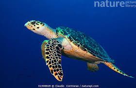 Image result for Eretmochelys imbricata