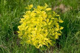 Attēlu rezultāti vaicājumam “Philadelphus coronarius”