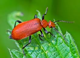 Attēlu rezultāti vaicājumam “Schizotus pectinicornis larva”