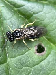 Attēlu rezultāti vaicājumam “Tenthredinidae”