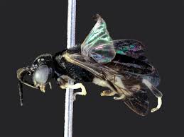 Attēlu rezultāti vaicājumam “Eriocampa ovata larva”