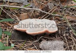 Attēlu rezultāti vaicājumam “Hydnellum ferrugineum”