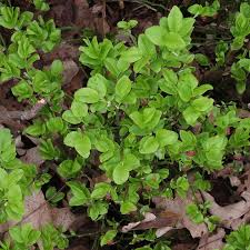 Attēlu rezultāti vaicājumam “Vaccinium myrtillus leaf”