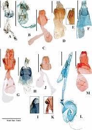 Attēlu rezultāti vaicājumam “Adaina microdactyla”