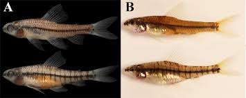 Attēlu rezultāti vaicājumam “Chara intermedia male”