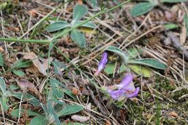 Attēlu rezultāti vaicājumam “Astragalus arenarius”