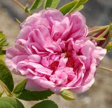 Attēlu rezultāti vaicājumam “Rosa majalis”