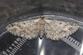 Attēlu rezultāti vaicājumam “Eupithecia icterata”