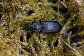 Attēlu rezultāti vaicājumam “Pterostichus aterrimus”