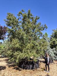 Attēlu rezultāti vaicājumam “Malus sylvestris”