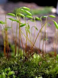 Attēlu rezultāti vaicājumam “Mnium hornum sporophyte”