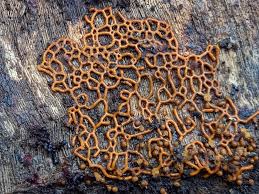 Attēlu rezultāti vaicājumam “Hemitrichia serpula”