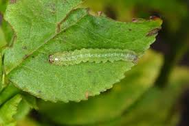 Attēlu rezultāti vaicājumam “Hypena crassalis”