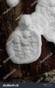 Attēlu rezultāti vaicājumam “Plicatura nivea”