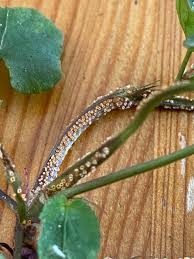 Attēlu rezultāti vaicājumam “Uromyces dactylidis”