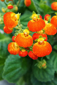 Image result for Calceolaria