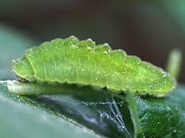 Attēlu rezultāti vaicājumam “Satyrium pruni underside”