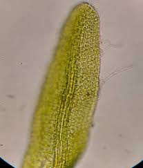 Attēlu rezultāti vaicājumam “Gyroweisia tenuis”