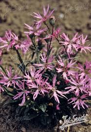 Image result for Lychnis flos-cuculi