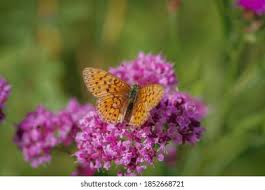 Attēlu rezultāti vaicājumam “Brenthis ino upperside”