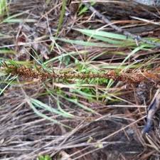 Attēlu rezultāti vaicājumam “Acantholyda posticalis”