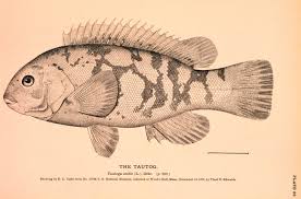 Image result for Tautoga onitis