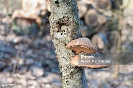 Attēlu rezultāti vaicājumam “Piptoporus betulinus”