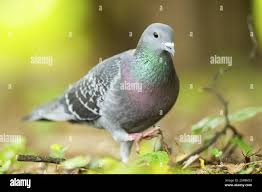 Attēlu rezultāti vaicājumam “Columba livia f. domestica adult”