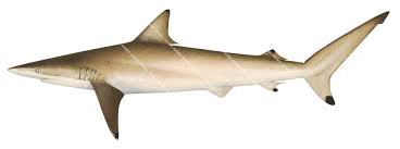 Image result for Carcharhinus acronotus