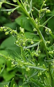 Image result for Artemisia dracunculus