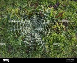 Attēlu rezultāti vaicājumam “Cirsium vulgare leaf”