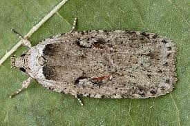 Attēlu rezultāti vaicājumam “Agonopterix ocellana”