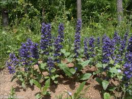 Attēlu rezultāti vaicājumam “Ajuga genevensis flower”