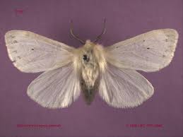 Attēlu rezultāti vaicājumam “Spilosoma sp.”