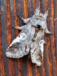 Attēlu rezultāti vaicājumam “Diloba caeruleocephala”