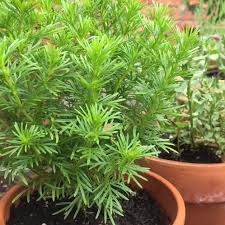 Attēlu rezultāti vaicājumam “Tagetes”