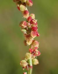 Attēlu rezultāti vaicājumam “Rumex acetosa bud”