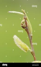 Attēlu rezultāti vaicājumam “Salix myrsinifolia male flower”
