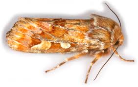 Attēlu rezultāti vaicājumam “Panolis flammea”