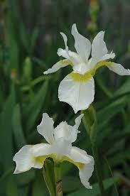 Attēlu rezultāti vaicājumam “Iris sibirica flower”